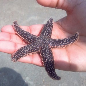starfish caught on trip with Sundial Charters, Tybee Island, Georgia
