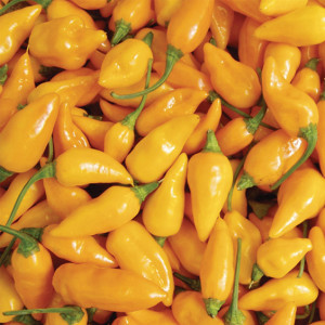datil chile peppers, grown in St. Augustine, Florida